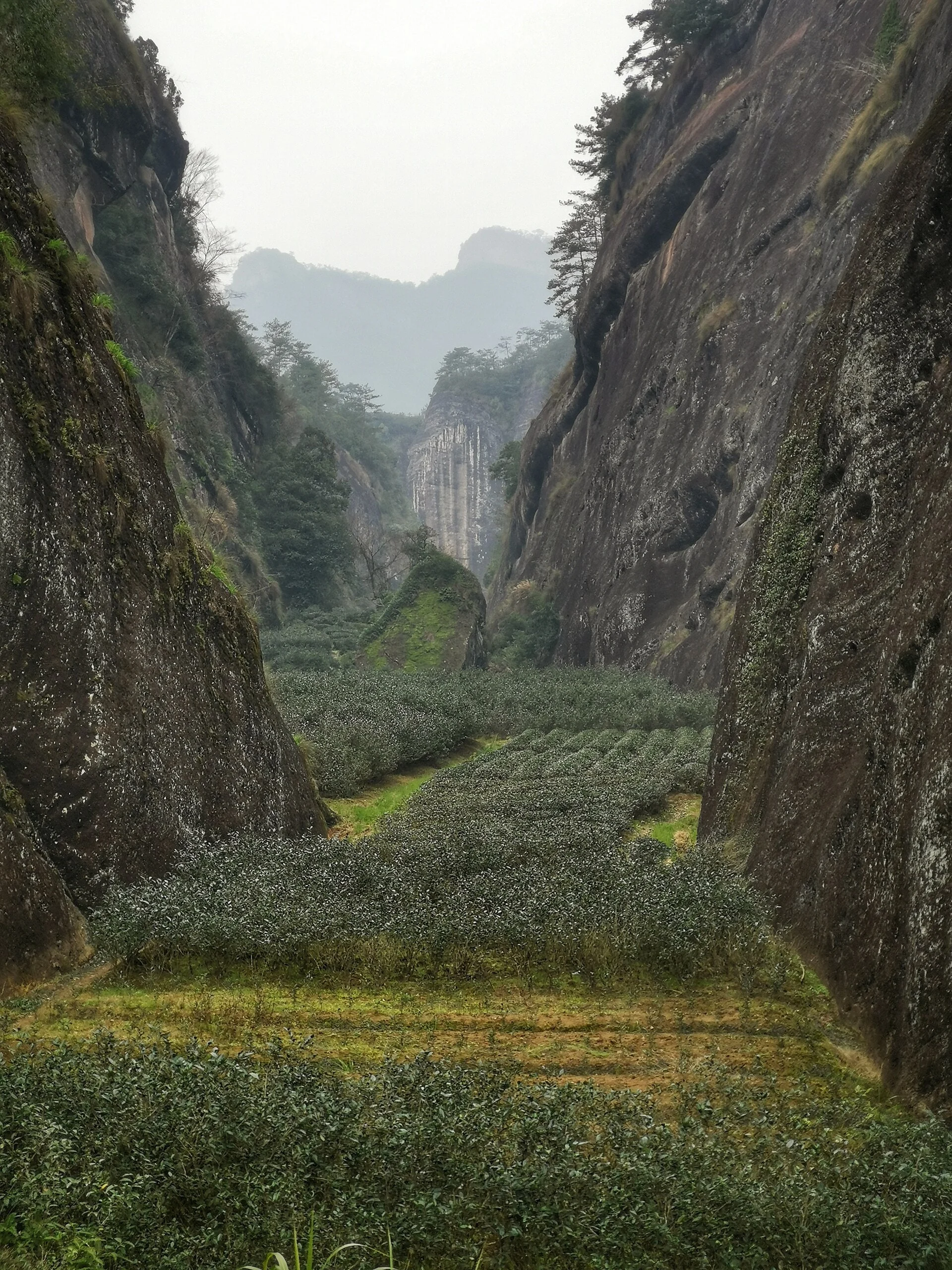武夷岩间茶园